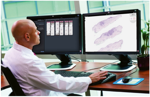 Synapse Pathology
